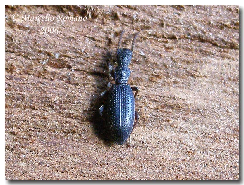 Dobbiamo stare vicini vicini (ovvero: inverno in compagnia)